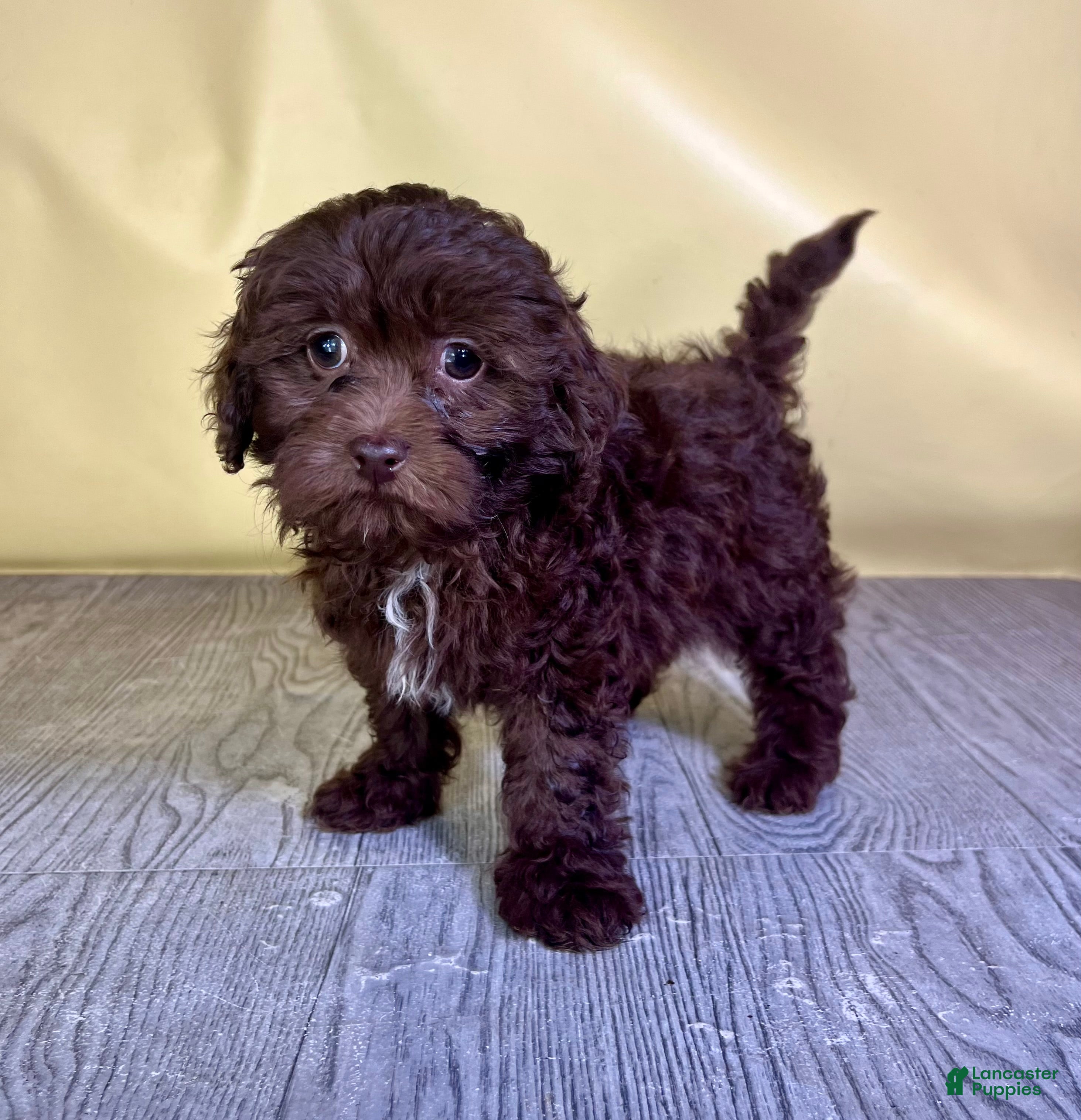 Teddy Bear dogs Muffin - Ad 2