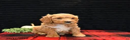 Cockapoo dogs for sale: Jay - Ad 3
