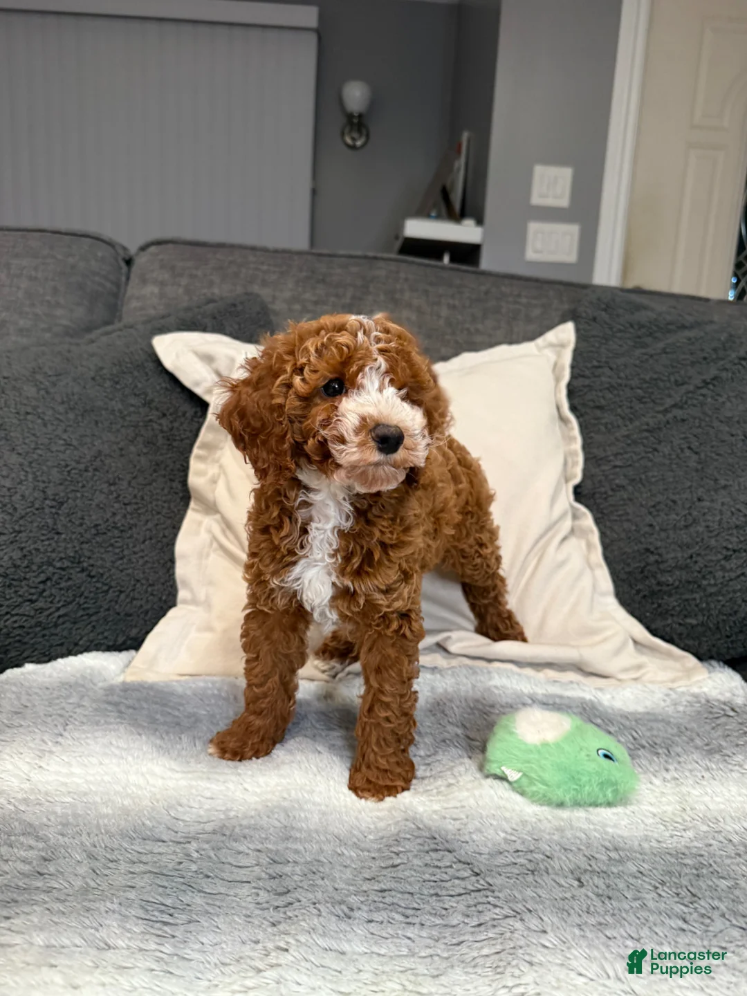 Mini Goldendoodle dogs for sale: Henry - Ad 2