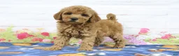 Mini Goldendoodle dogs for sale: Fifi - Ad 4