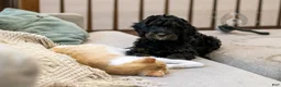 Bernedoodle dogs for sale: Acadia - Ad 7
