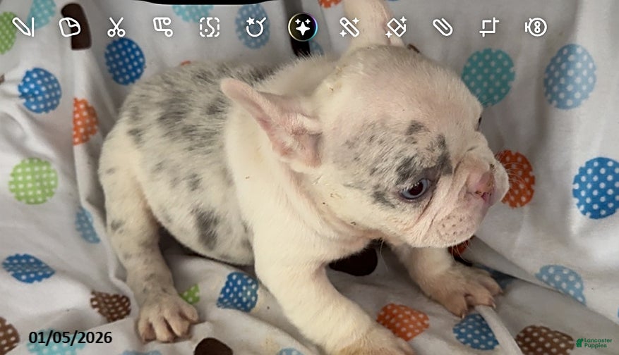French Bulldog dogs Ashley - Ad 27