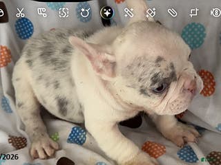 French Bulldog dogs Ashley - Ad 27