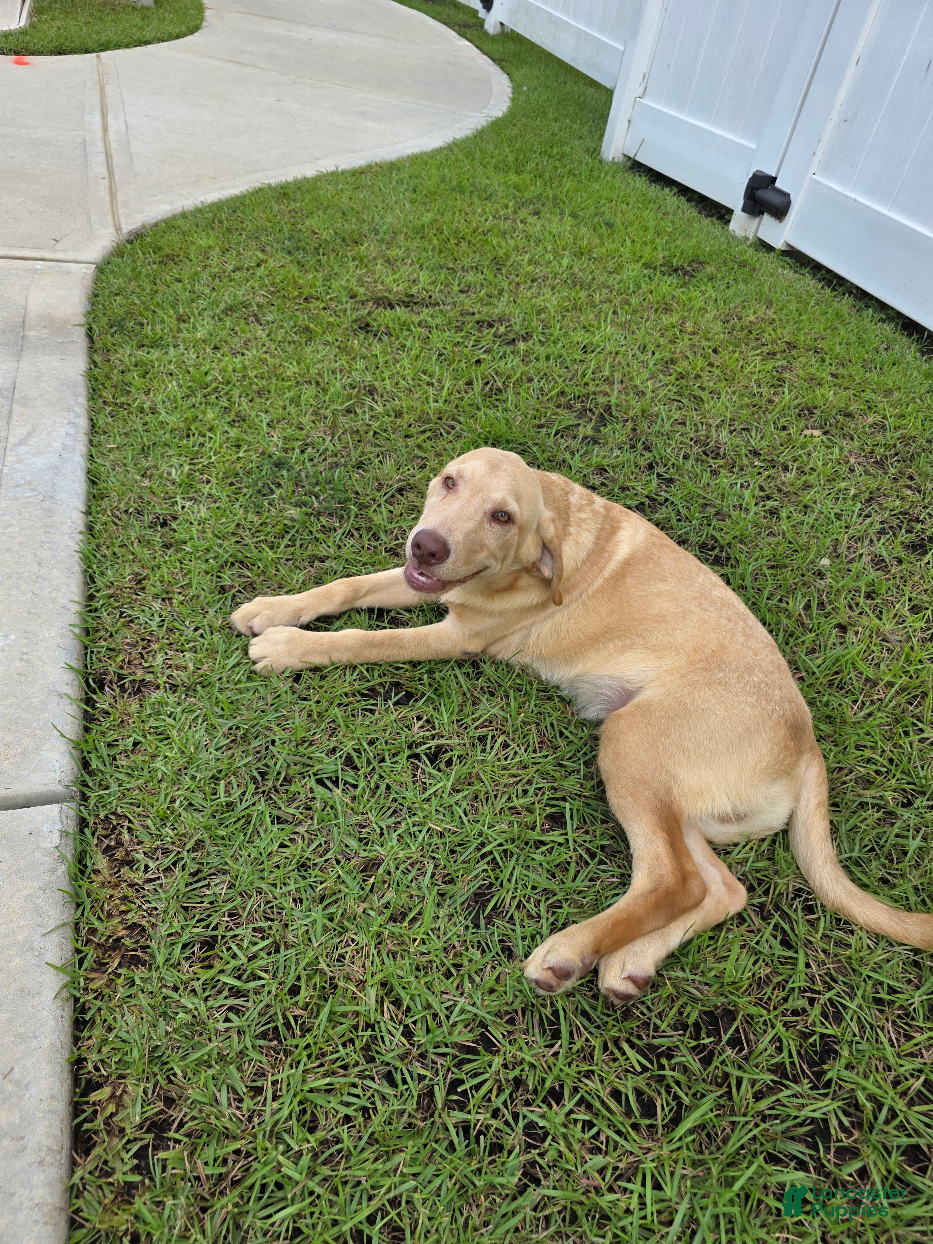 Labrador Retriever dogs Max - Ad 40