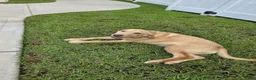 Labrador Retriever dogs for sale: Max - Ad 1