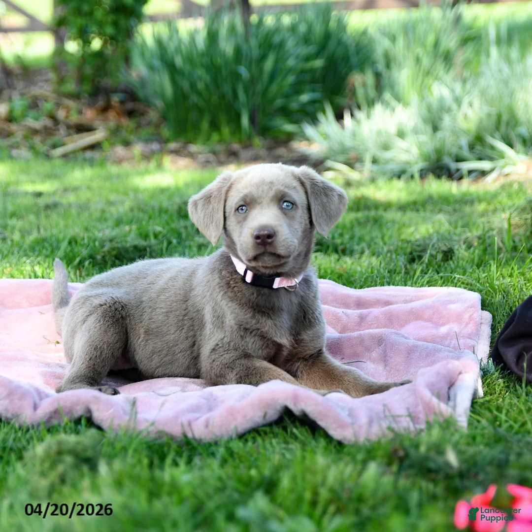 Labrador Retriever dogs for sale: Emma - Ad 5