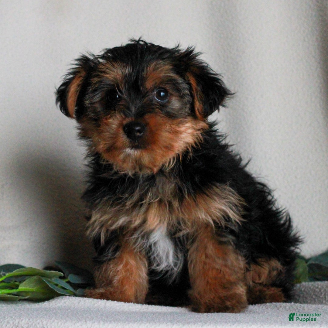 Yorkshire Terrier dogs for sale: Asher  - Ad 3