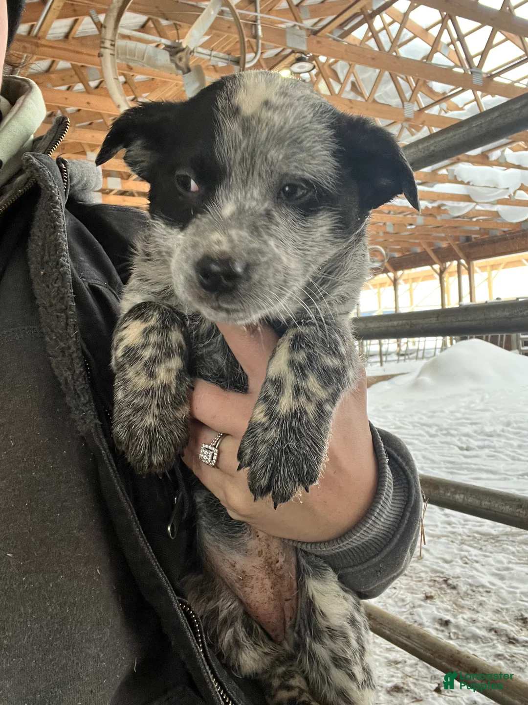 Australian Cattle Dog dogs for sale: Chloe - Ad 2