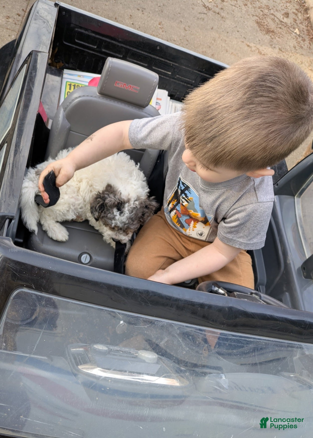 Miniature Poodle dogs Thelma - Ad 1