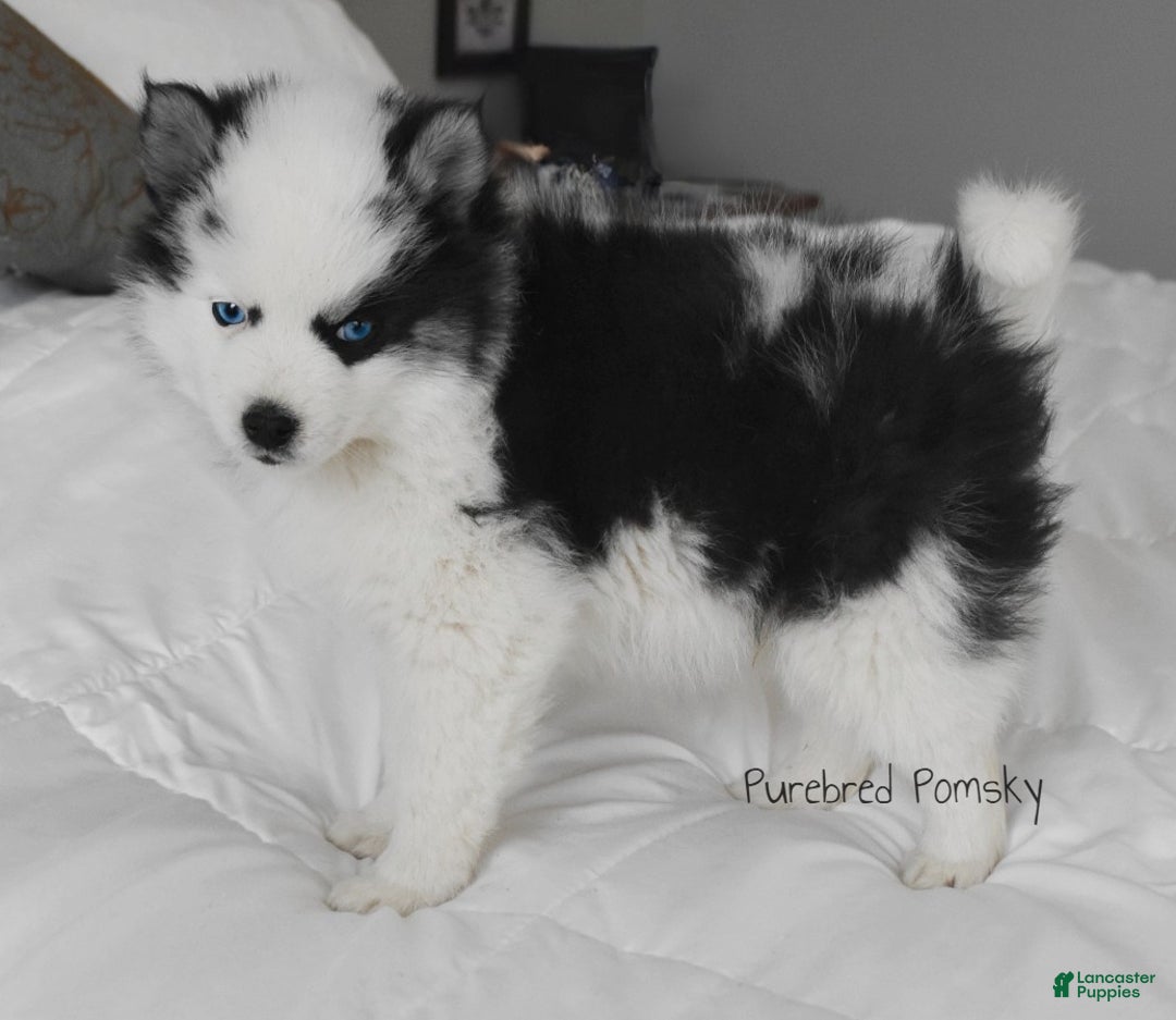 Pomsky dogs for sale: Bandit - Ad 5