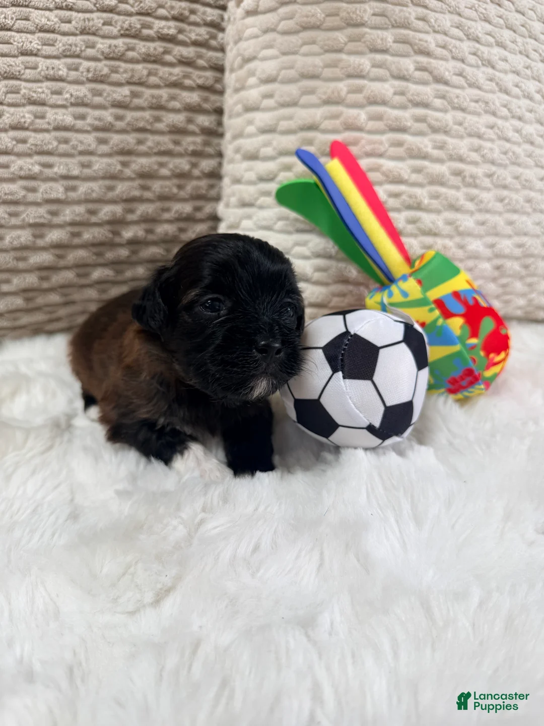Mixed Breed dogs for sale: Brownie  - Ad 1