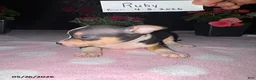 Chihuahua dogs for sale: Ruby - Ad 3