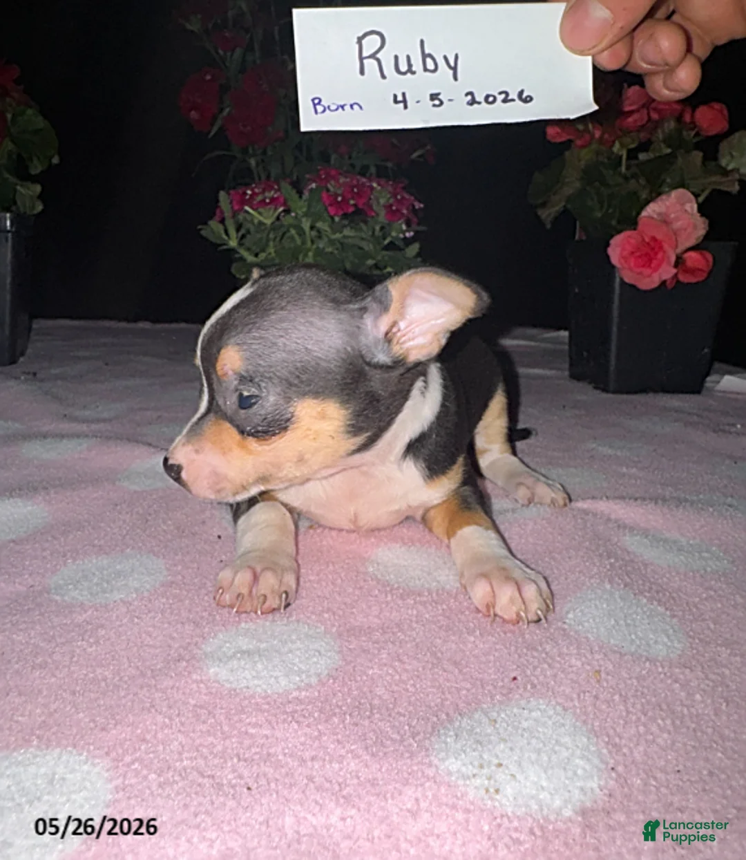 Chihuahua dogs for sale: Ruby - Ad 3