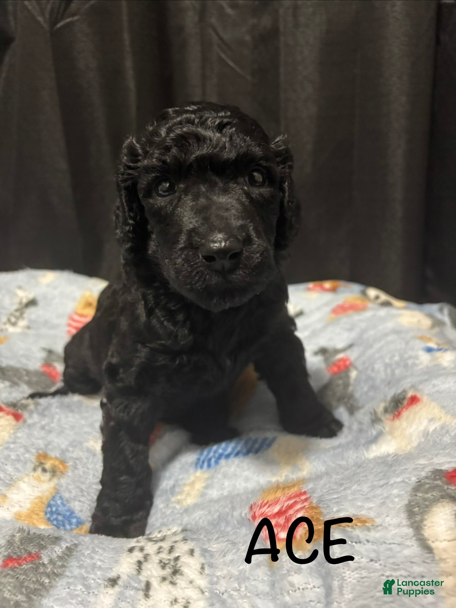 Standard Poodle dogs Standard Poodle Puppy 1 - Ad 13