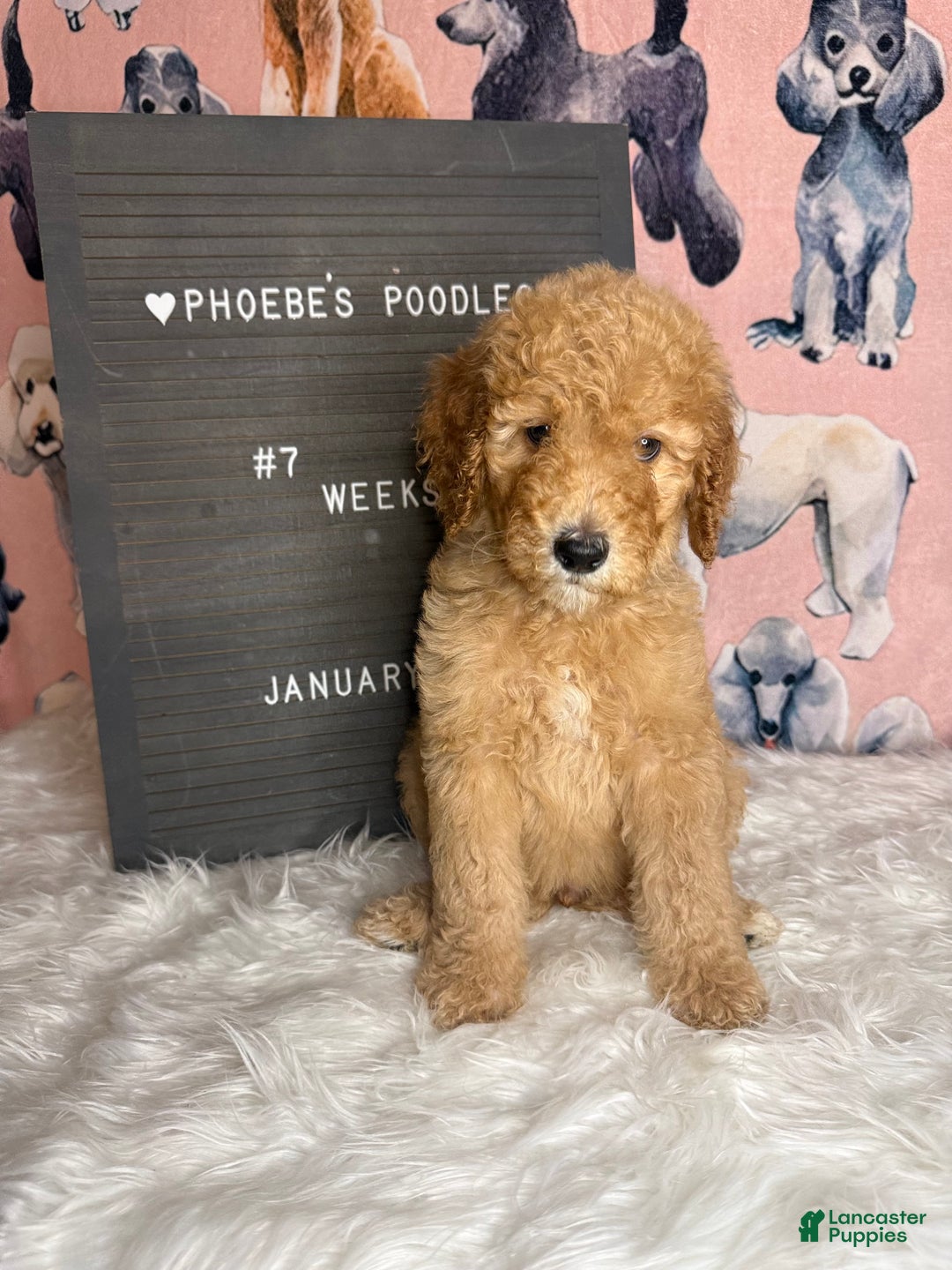 Standard Poodle dogs for sale: Standard Poodle Puppy 3 - Ad 10