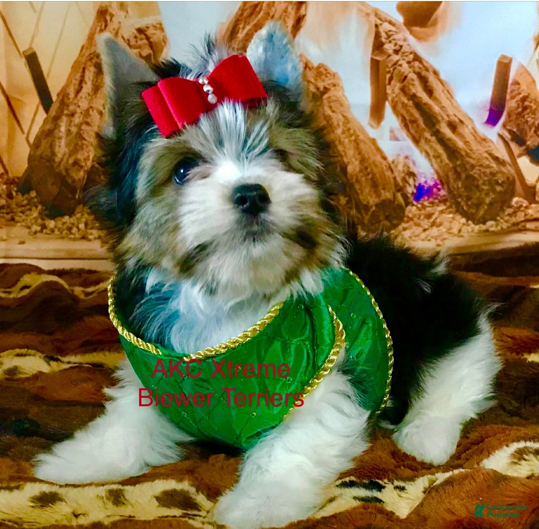 Biewer Terrier dogs for sale: Biewer Terrier Puppy 2 - Ad 2