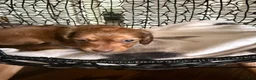 Miniature Dachshund dogs for sale: River - Ad 4