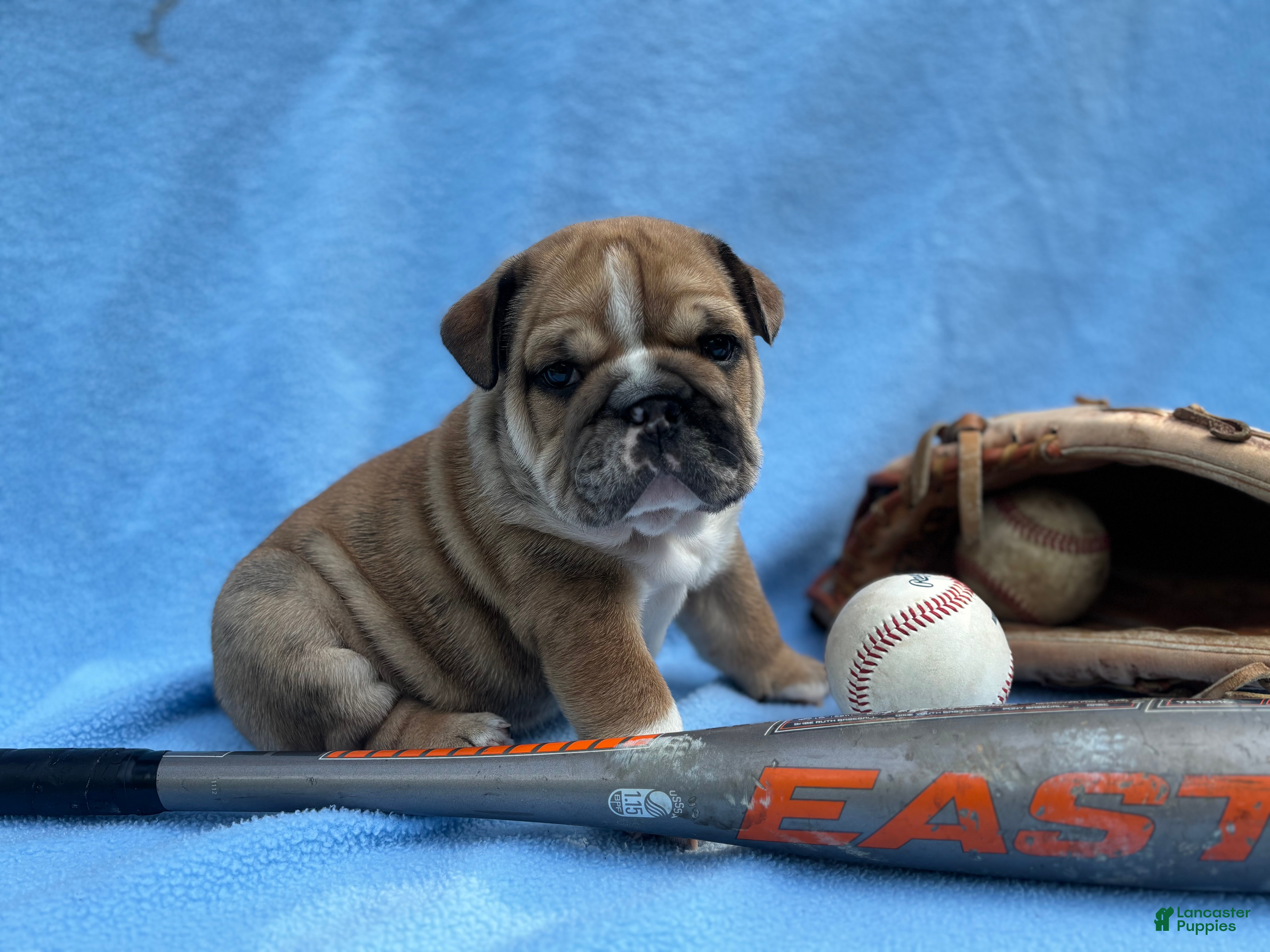English Bulldog dogs for sale: Harper  - Ad 4