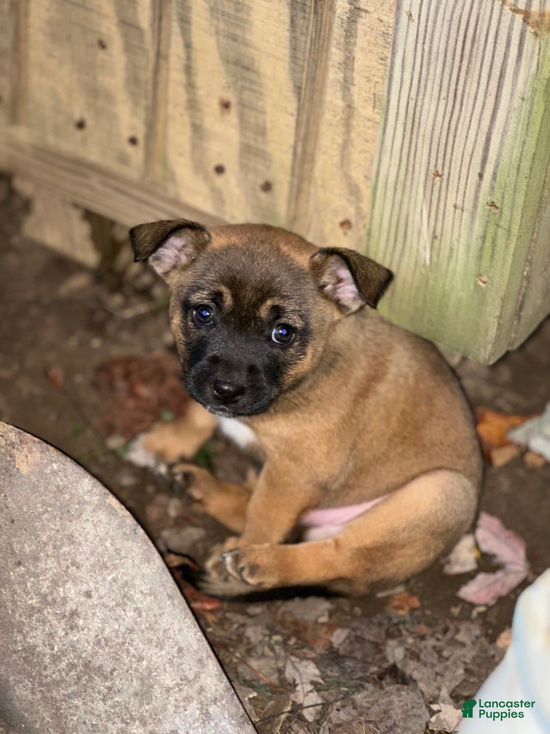 Mixed Breed dogs for sale: Chip - Ad 6