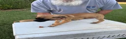 Mixed Breed dogs for sale: Tan black snout white chin female - Ad 3