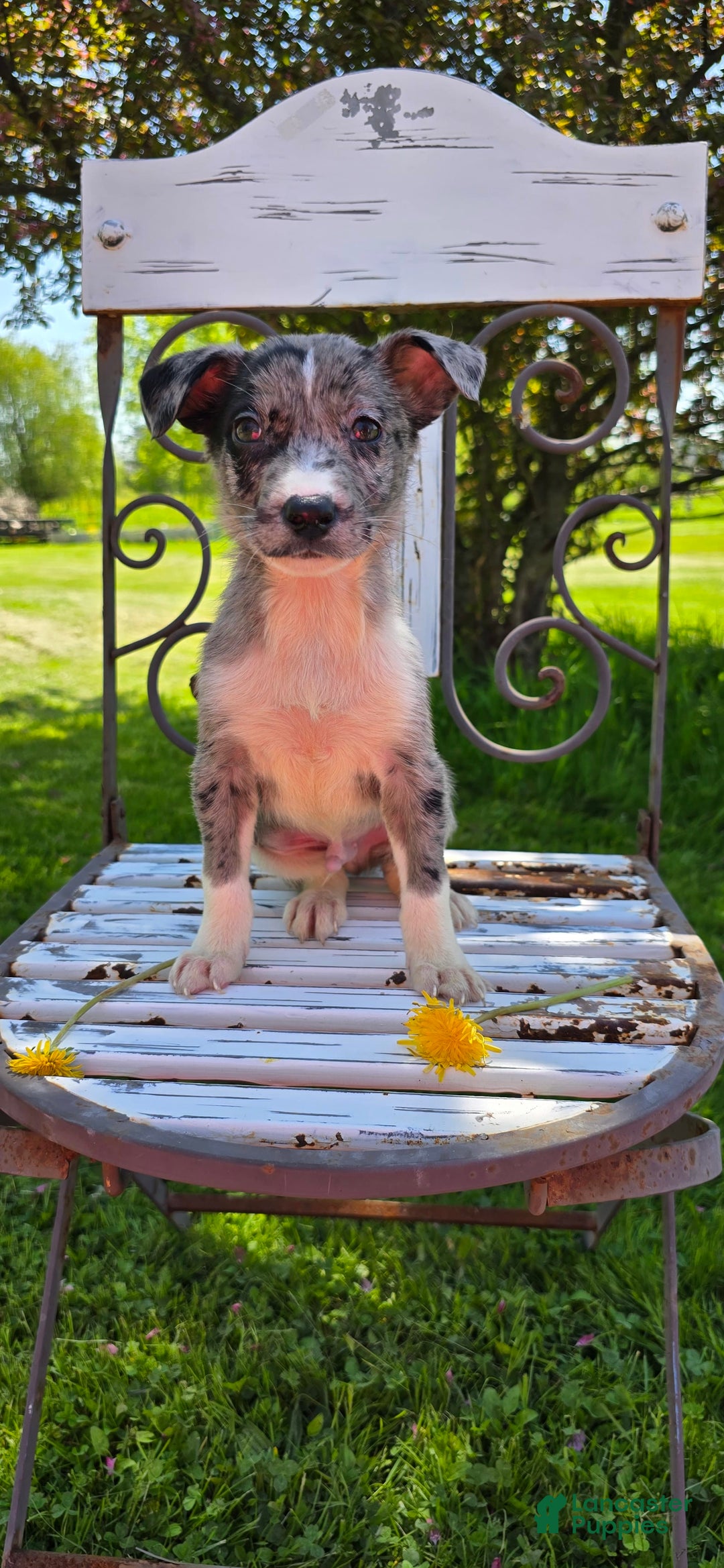 Mixed Breed dogs for sale: Rocky - Ad 12