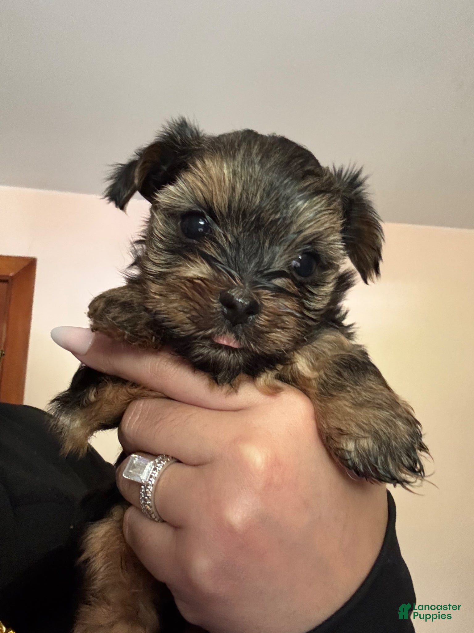 Yorkshire Terrier dogs Yorkshire Terrier Puppy 2 - Ad 1
