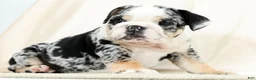 English Bulldog dogs for sale: Bellarina - Ad 4