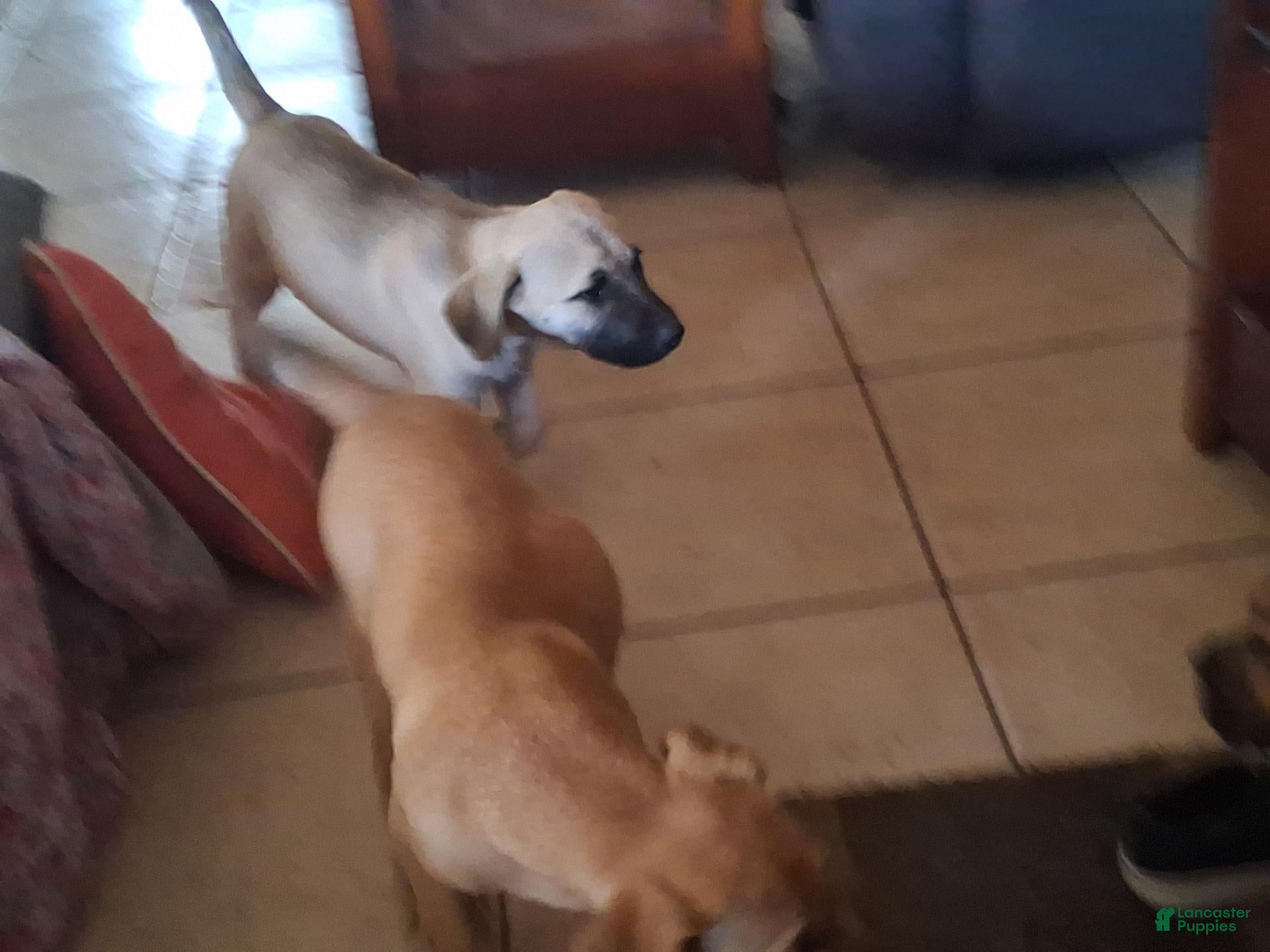 Mixed Breed dogs for sale: Mixed Breed 4 - Ad 39