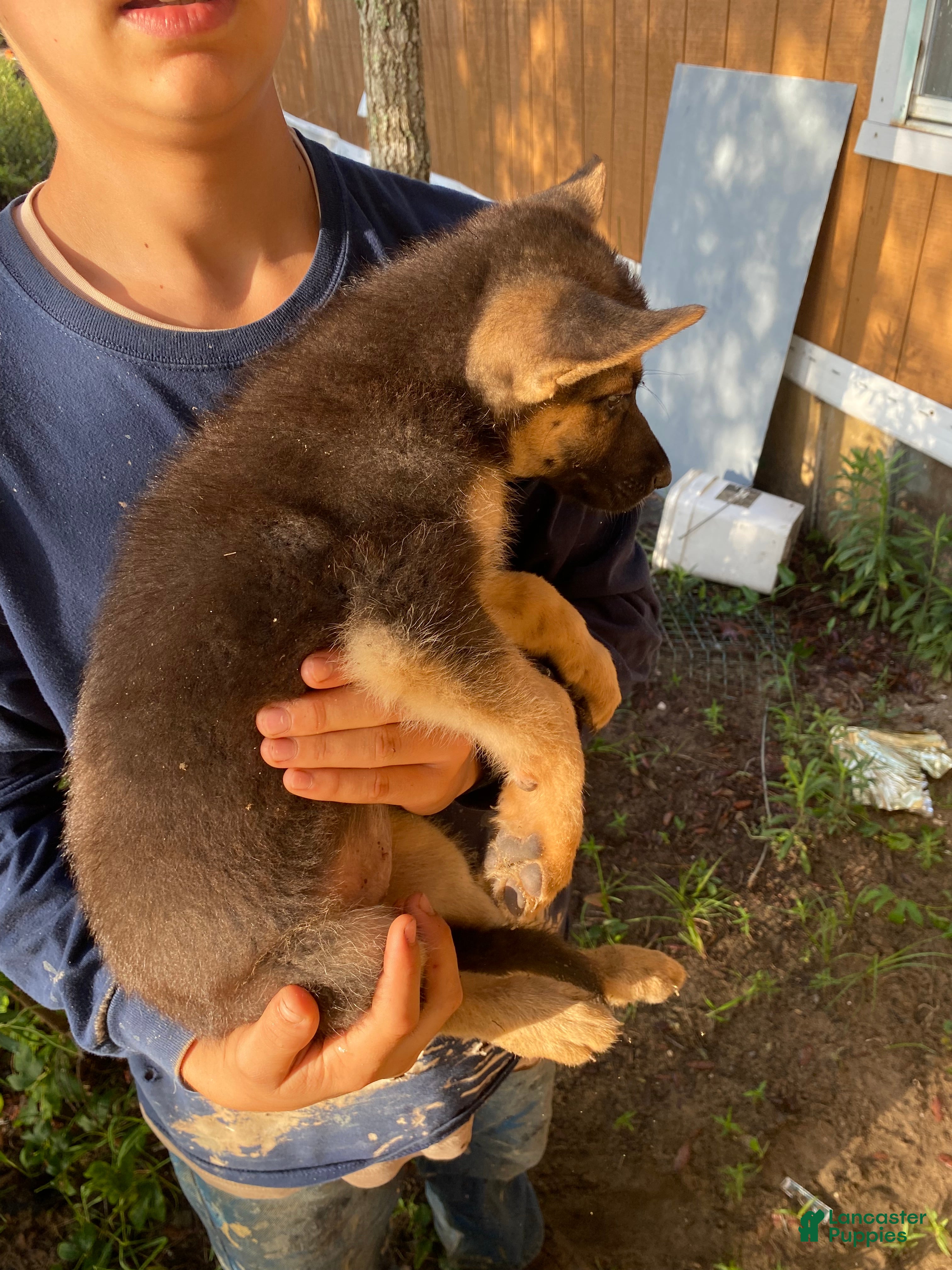 German Shepherd dogs German Shepherd 7 - Ad 10