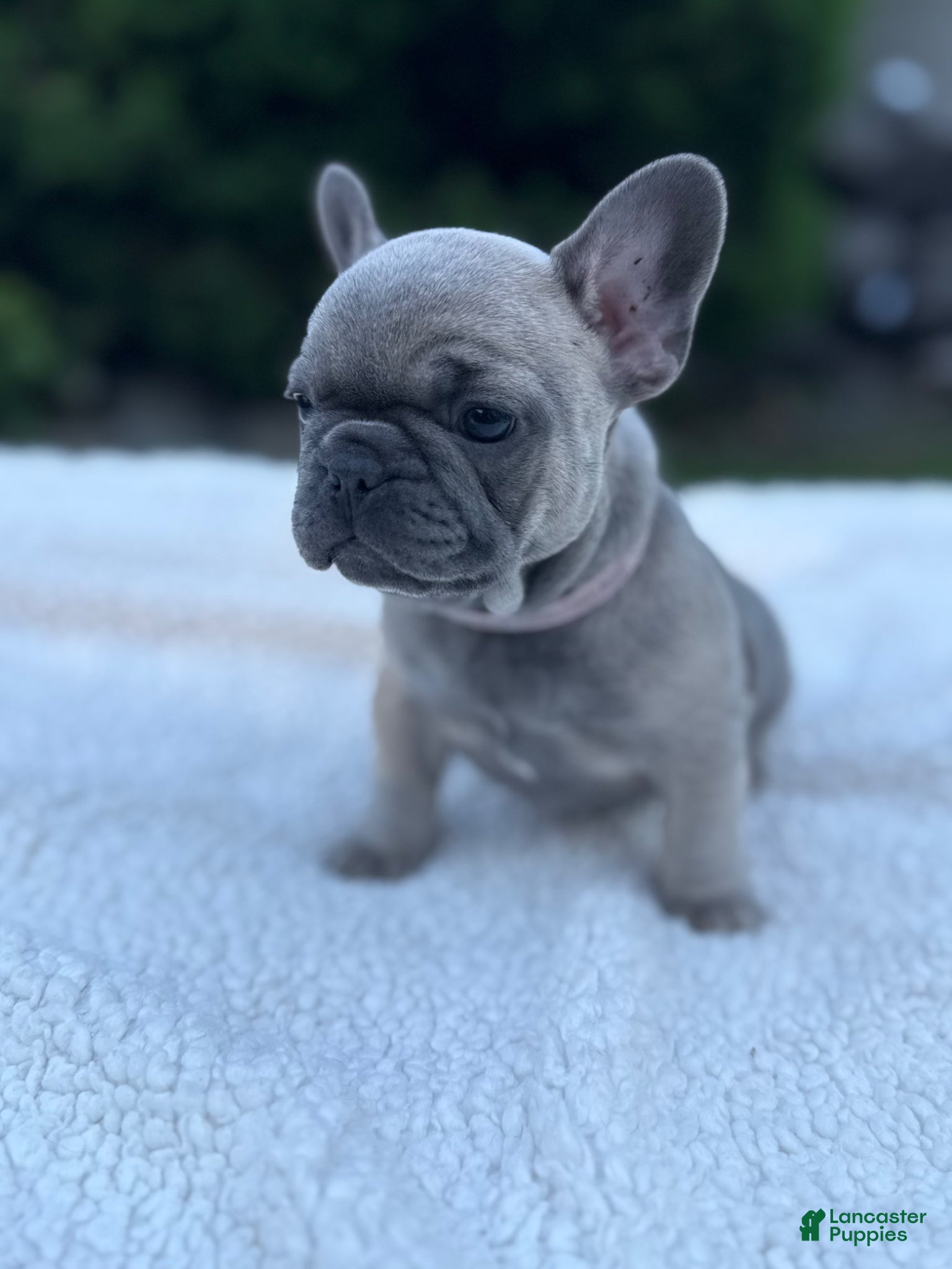 French Bulldog dogs French Bulldog Puppy 4 - Ad 7