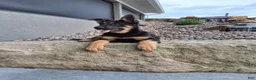 German Shepherd dogs for sale: Karl - Ad 7