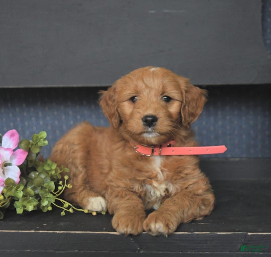 Gallery Image {{count}}