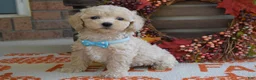Maltipoo dogs for sale: Mason - Ad 6