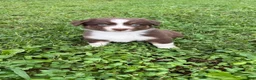 Australian Shepherd dogs for sale: Chomper - Male - Ad 3