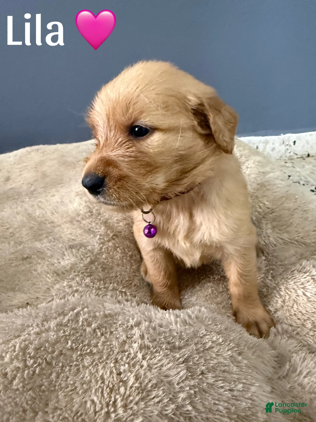 Golden Retriever dogs for sale: Lila 🩷 - Ad 1