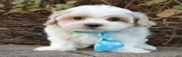 Maltipoo dogs for sale: Murphy - Ad 8
