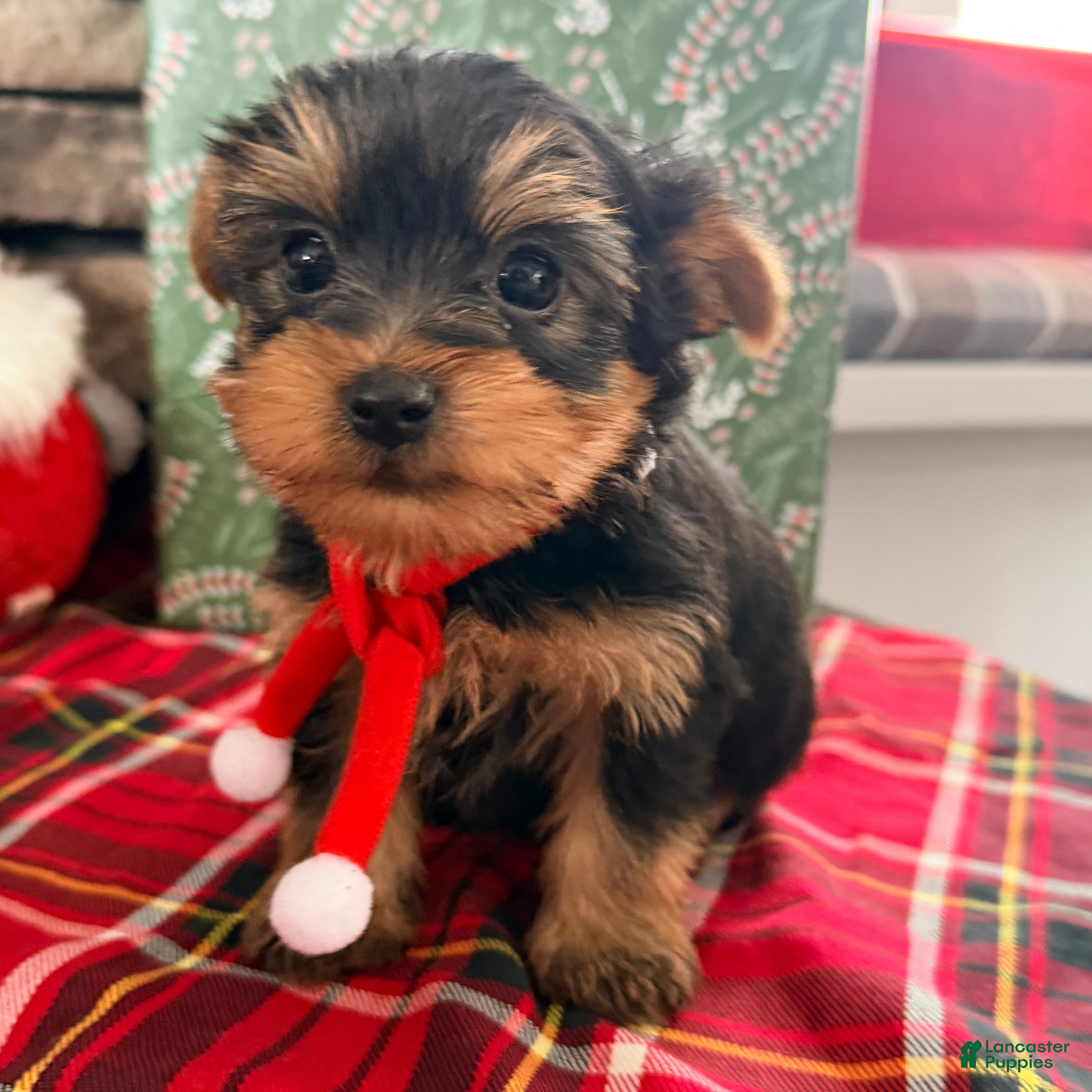 Yorkshire Terrier dogs Benji - Ad 35
