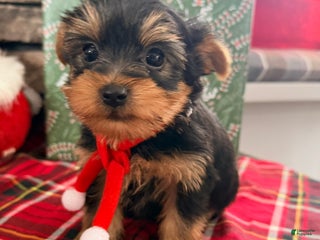 Yorkshire Terrier dogs Benji - Ad 35