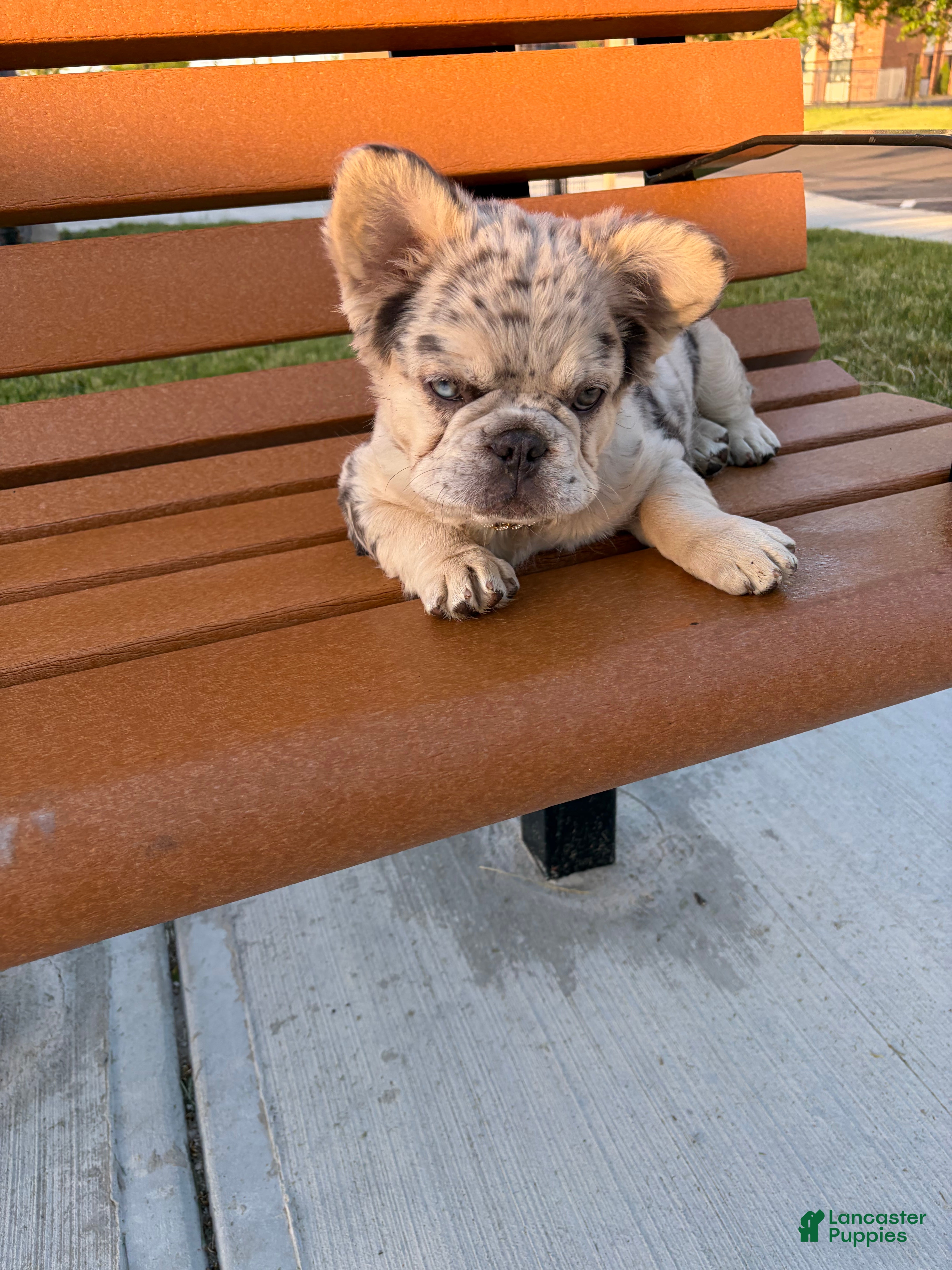 French Bulldog dogs French Bulldog Puppy 1 - Ad 2