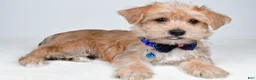 Morkie dogs for sale: Gunner - Ad 1