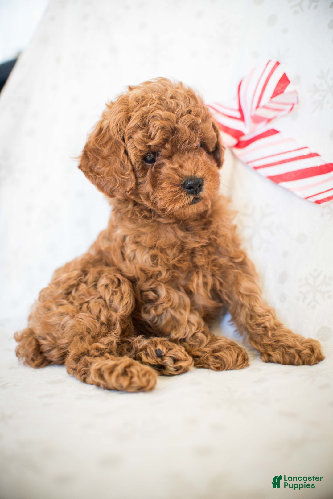 Miniature Poodle dogs for sale: Cindy Lou - Ad 8