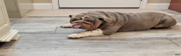 English Bulldog dogs for sale: English Bulldog 1 - Ad 3