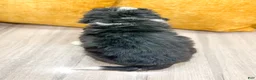 Mini Bernedoodle dogs for sale: Holly - Ad 5
