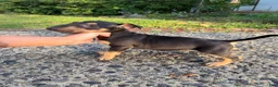 Miniature Bull Terrier dogs for sale: Miniature Bull Terrier 1 - Ad 3