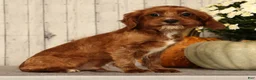 Cavapoo dogs for sale: Isaac - Ad 3