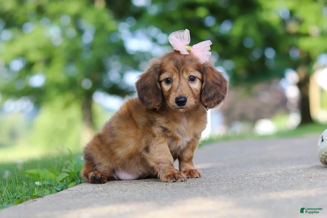 Miniature Dachshund dogs for sale: Pocahontas - Ad 2
