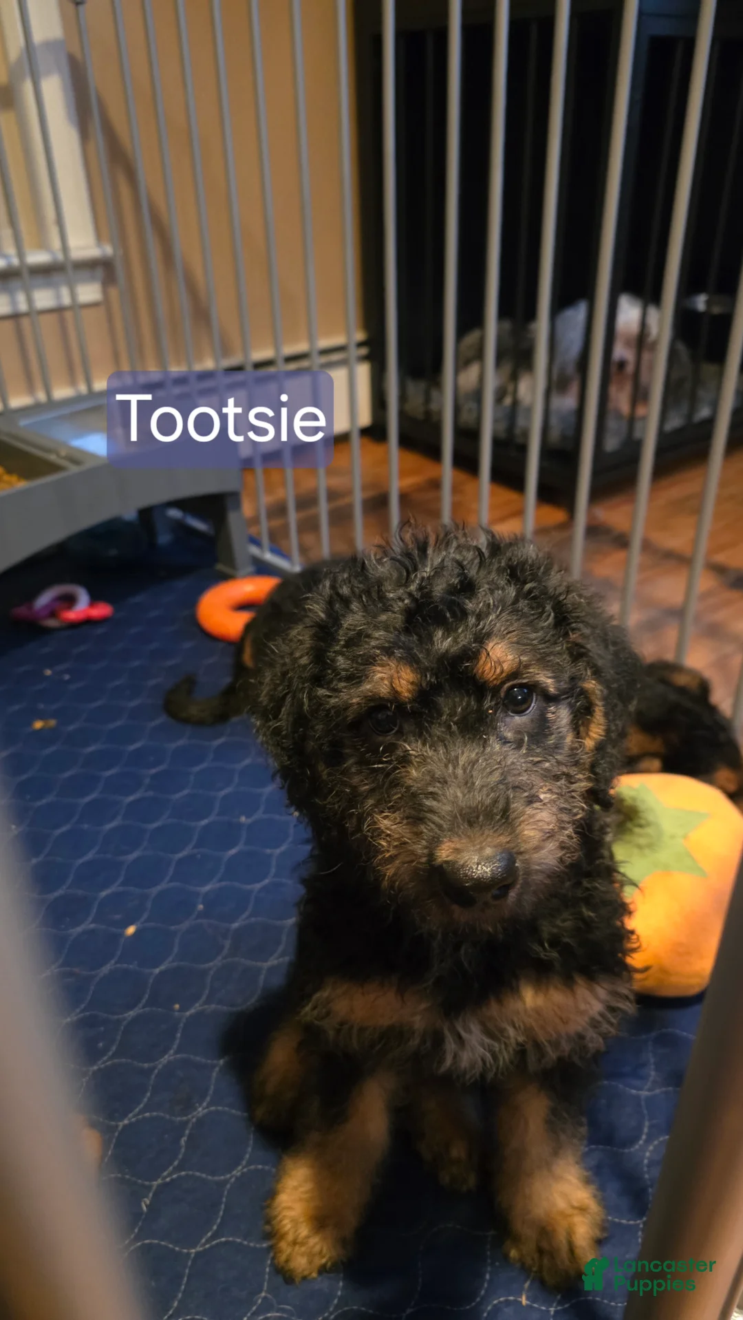 Mixed Breed dogs for sale: Tootsie - Ad 2