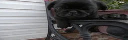 Pug dogs for sale: Pug 3 Minzi - Ad 2