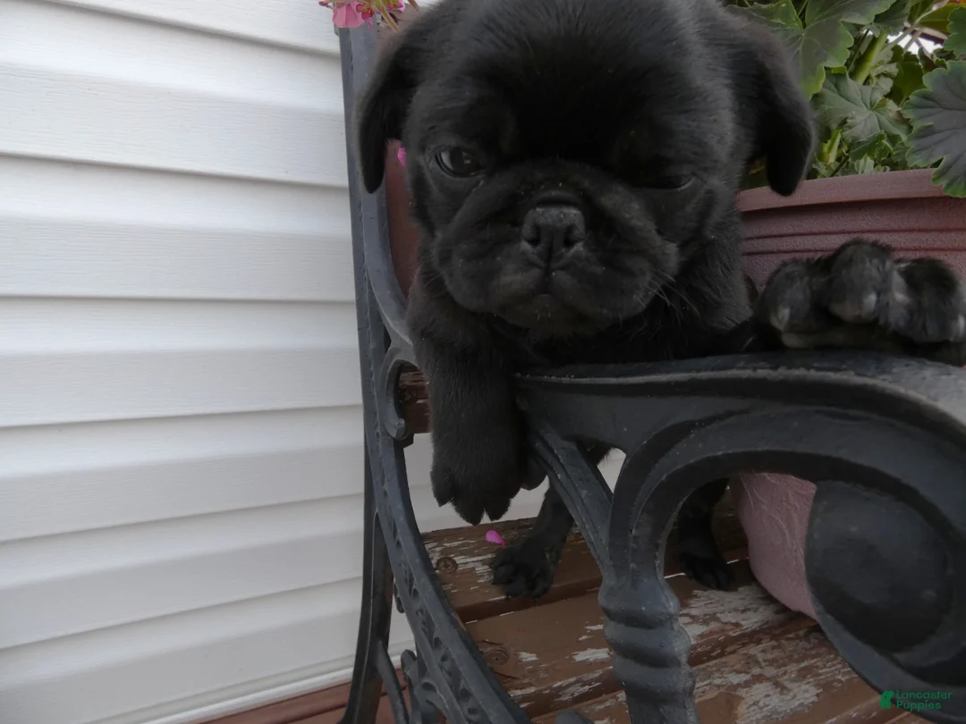 Pug dogs for sale: Pug 3 Minzi - Ad 2
