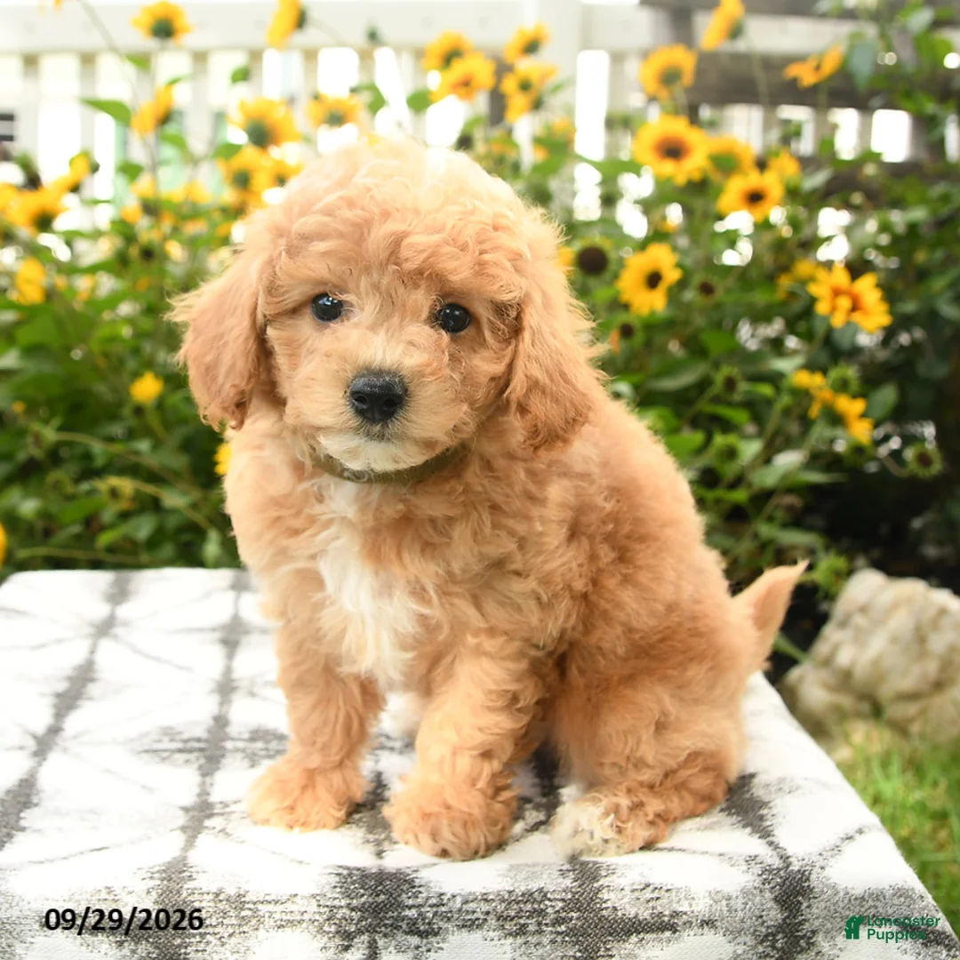 Bichpoo dogs for sale: Archie - Ad 2